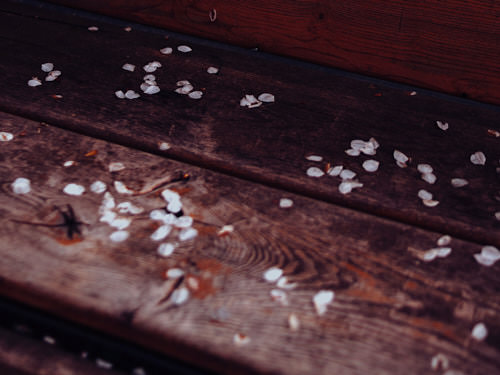 Cherry petals on a dark wooden bench