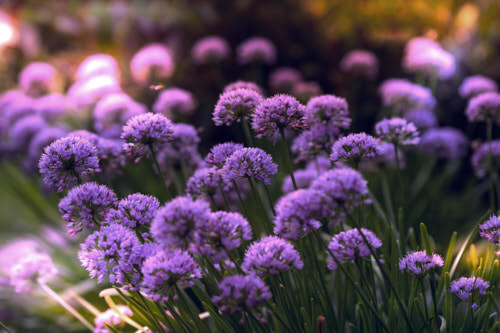 Purple flowers in green grass